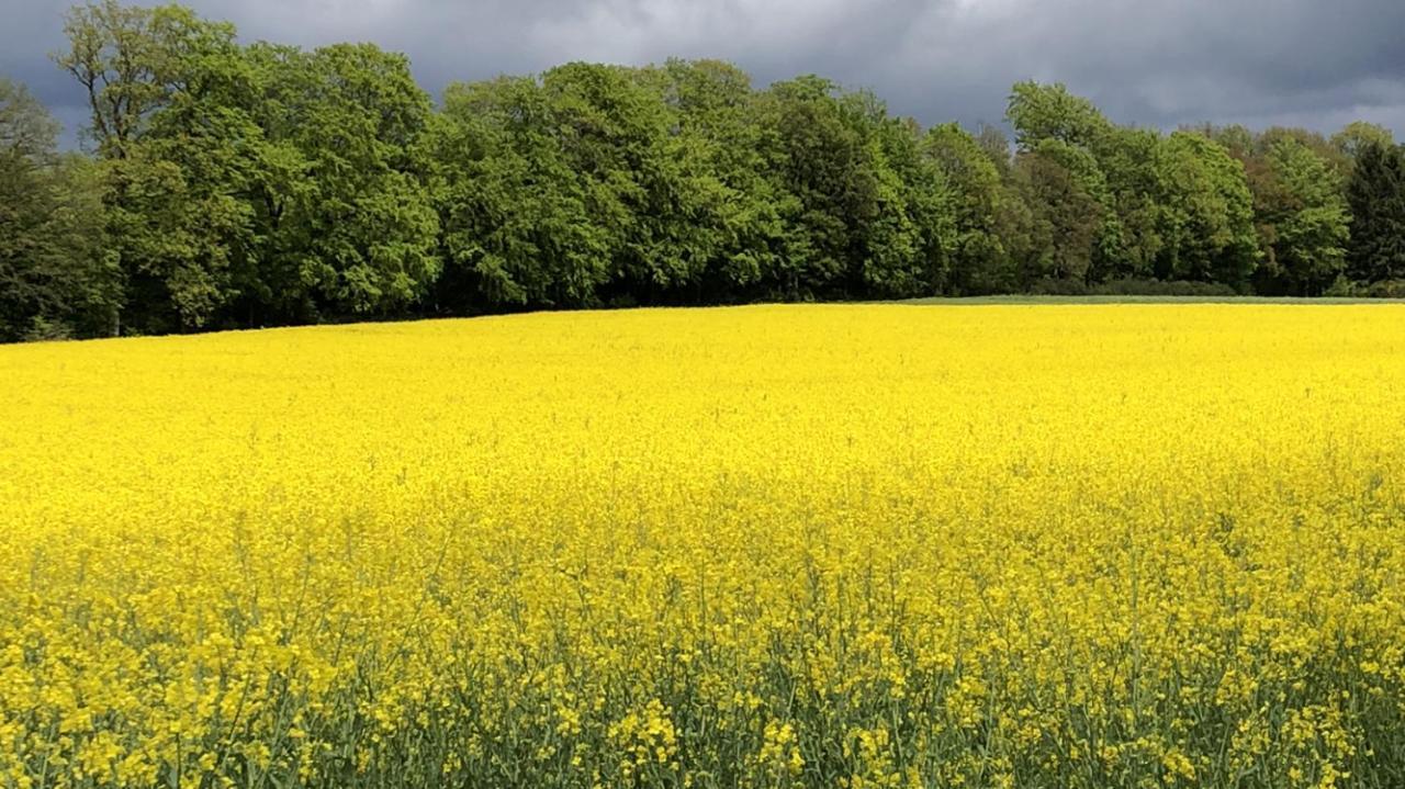 Ferienwohnung Am Wald Hachenburg Eksteriør billede